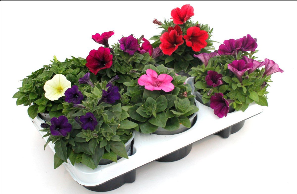 Vienmetė gėlė, petunija "Sweetunia", vazonėlio skersmuo 12 cm.