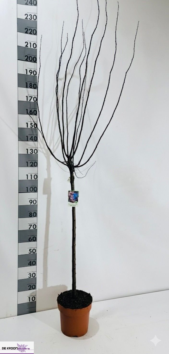 Dekoratyvinis medis, vyšnia "Nigra", vazonėlio skersmuo 29 cm.