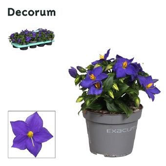 Vienmetė gėlė, žibutė arabinė "Sapphire Blauw", vazonėlio skersmuo 13 cm.