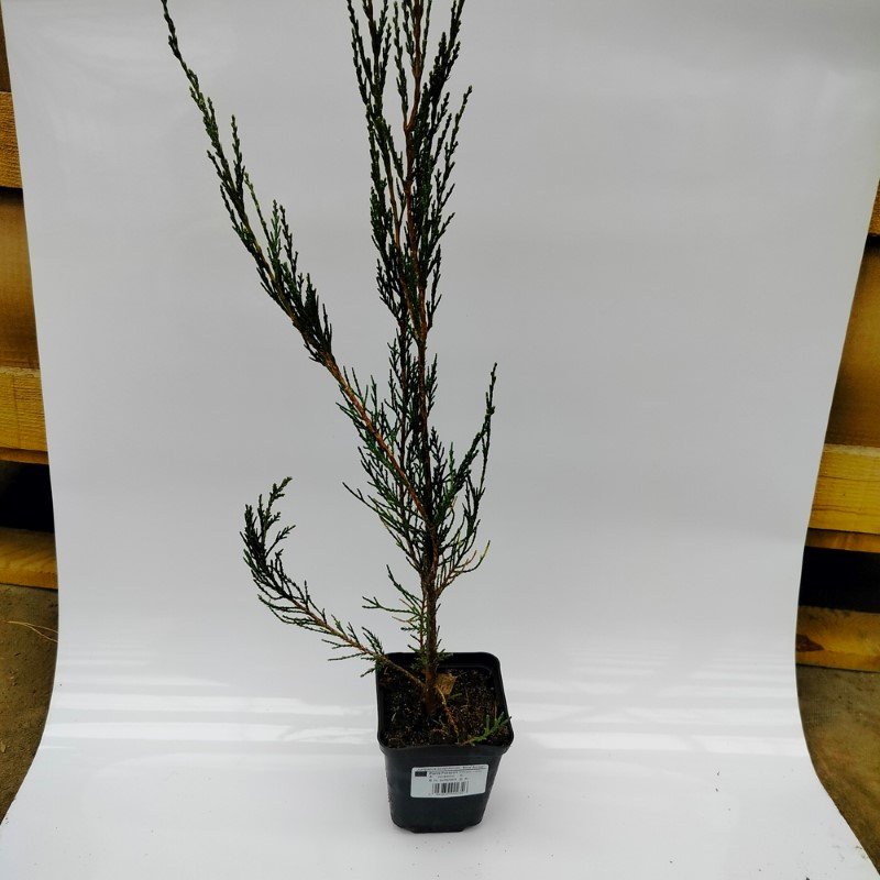 Spygliuotis, kadagys "Blue Arrow", aukštis 20-30 cm., vazonėlio skersmuo 9 cm.