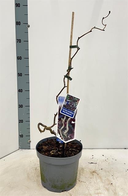 Dekoratyvinis krūmas, lazdynas paprastasis "Red Majestic", ant stiebo, aukštis 125 cm., vazonas 30 l.