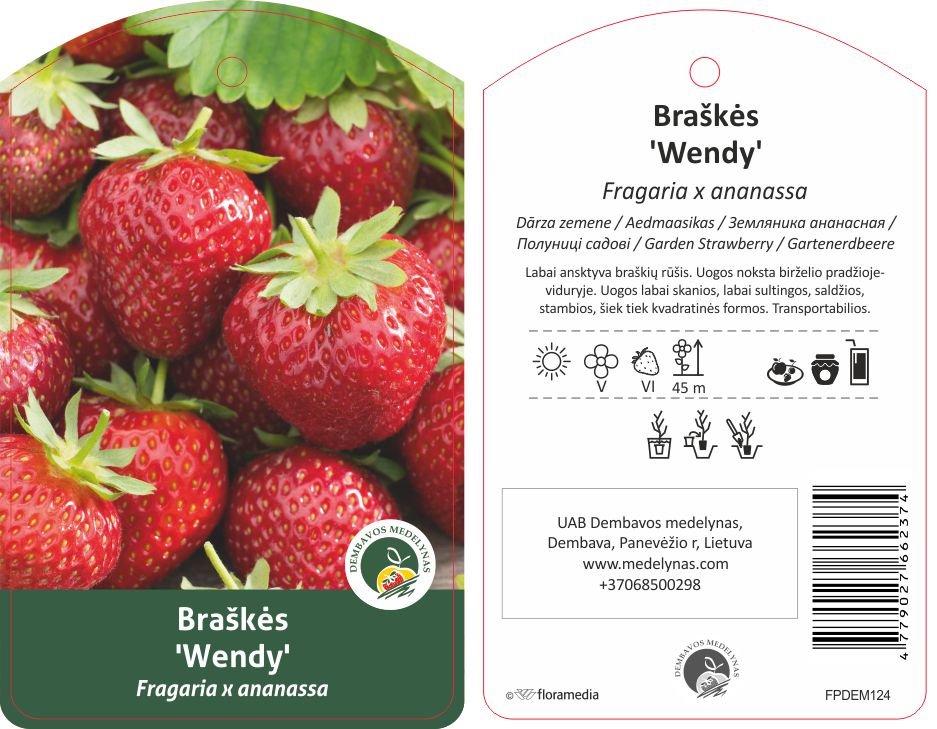 Braškės sodinukas "Wendy", 10 vnt.