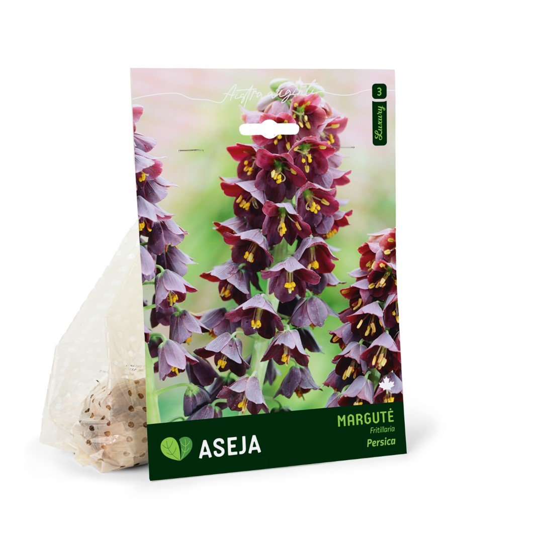Persinės margutės svogūnėlis ASEJA, 1 vnt., 18/20, 32914718, (R)