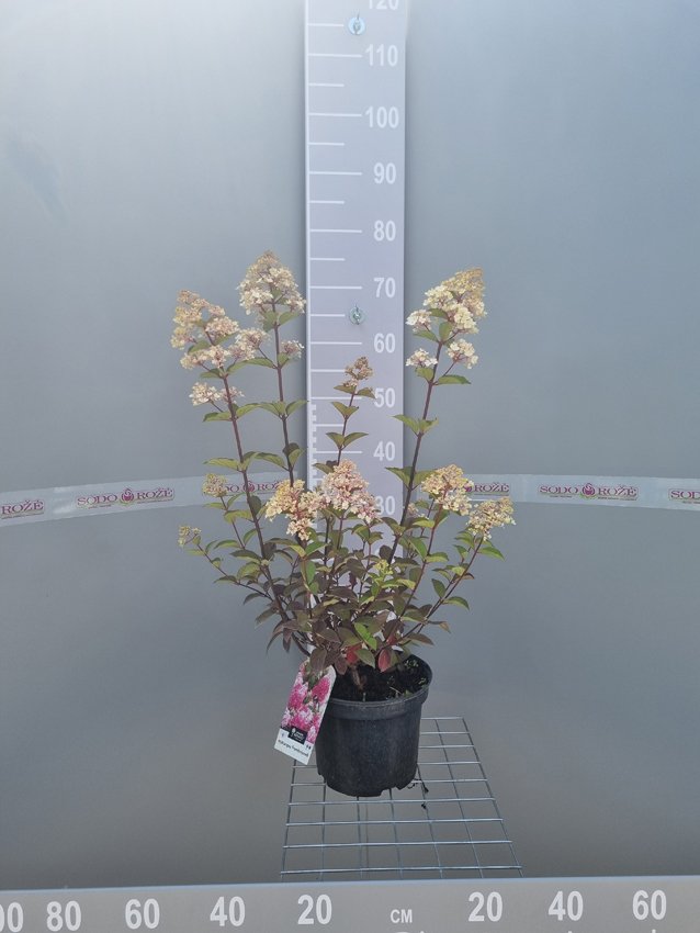 Dekoratyvinis krūmas, hortenzija šluotelinė "Framboisine", (Samarskaya Lidija), vazonas 5 l.