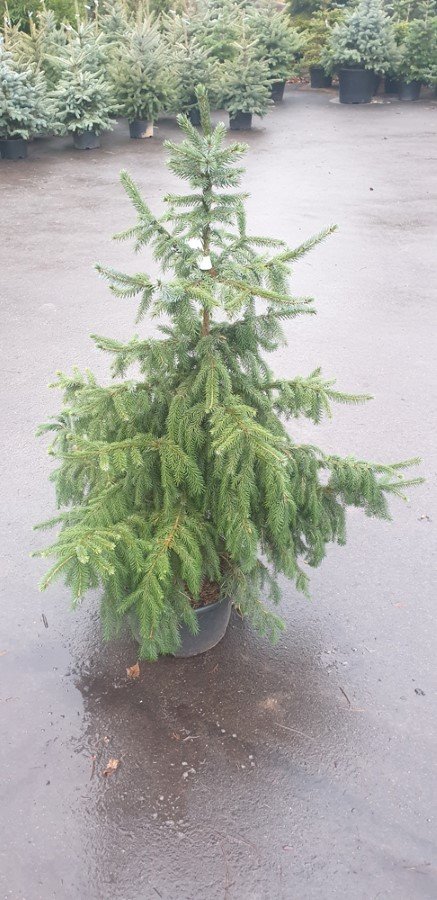 Serbinė eglė (Picea omorika) užauginta vazone, aukštis 100-120 cm.