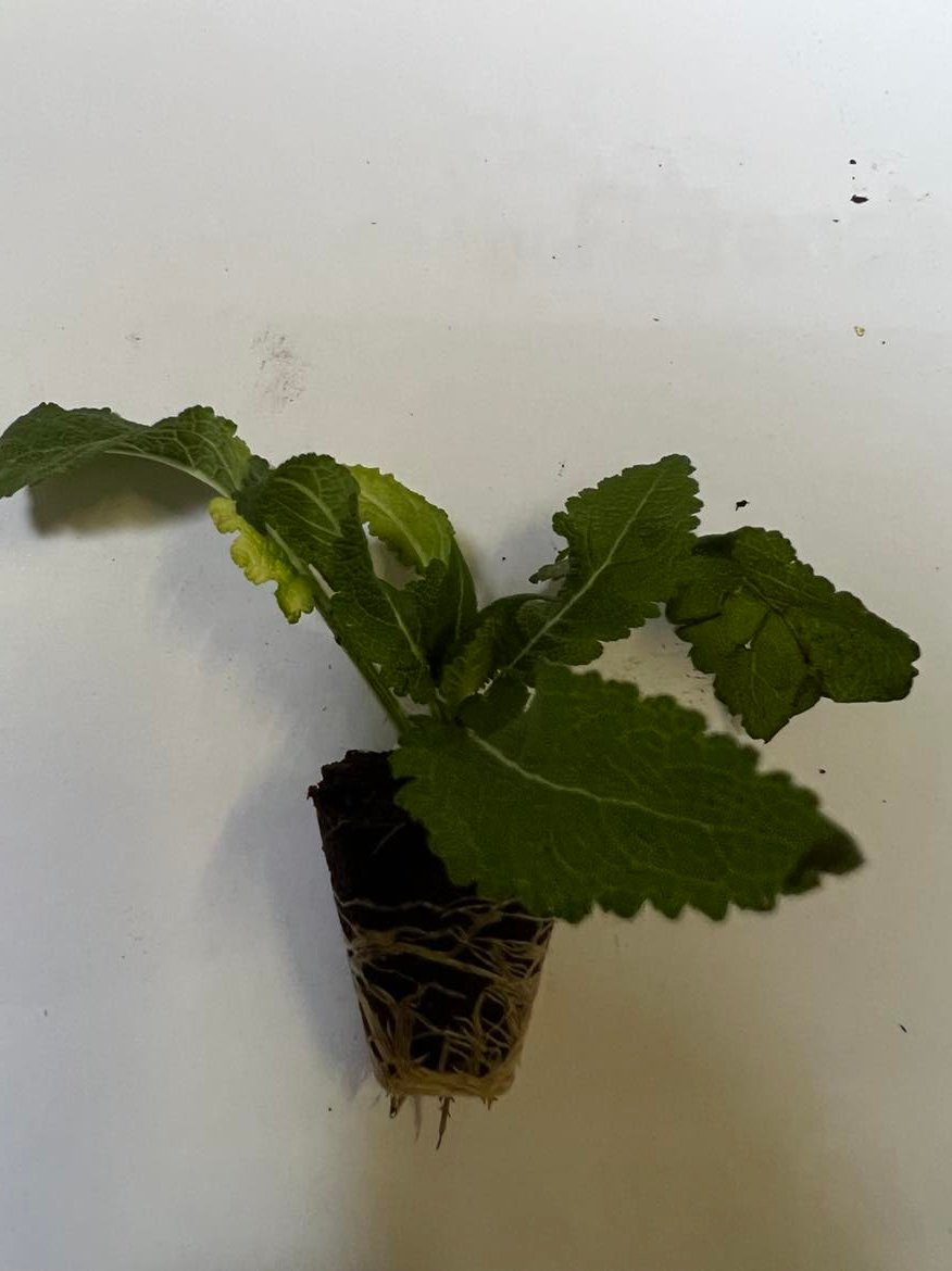 Daugiametės gėlės daigelis, gojinis šalavijas "Marvel Blue"