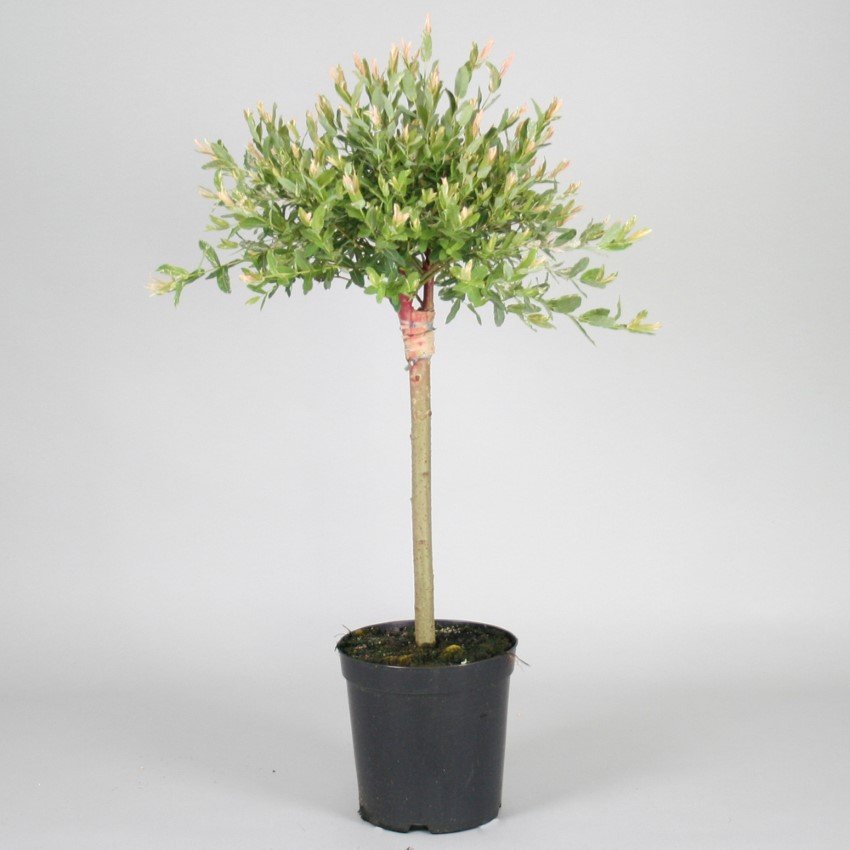 Dekoratyvinis medis, gluosnis sveikalapis Hakuru Nishiki, vazonas 3 l