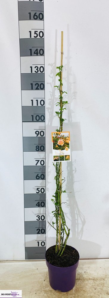 Daugiametė gėlė, rožė vijoklinė, vazonėlio skersmuo 22 cm.