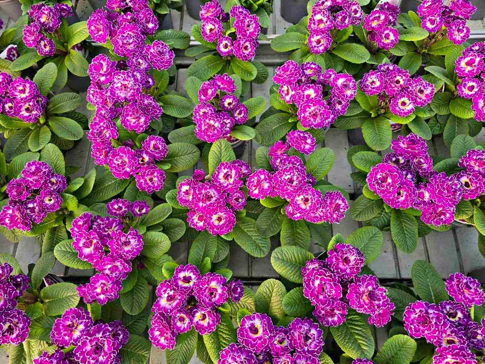 Daugiametė gėlė, raktažolė "Belarina", vazonėlio skersmuo 12 cm.