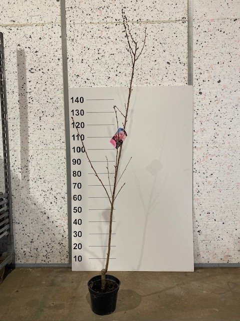 Dekoratyvinis medis, sakura "Royal Burgundy", vazonėlio skersmuo 23 cm.