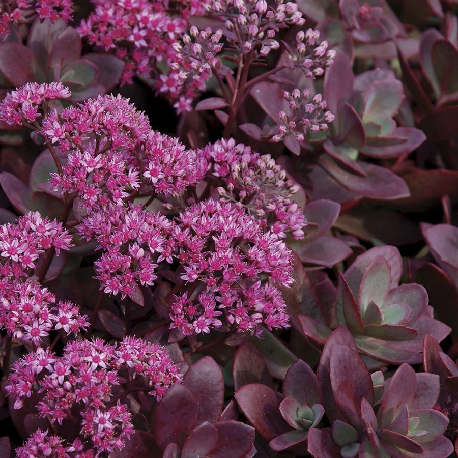 Alpinariumo augalas, šilokas "Sunsparkler", vazonėlio skersmuo 14 cm.