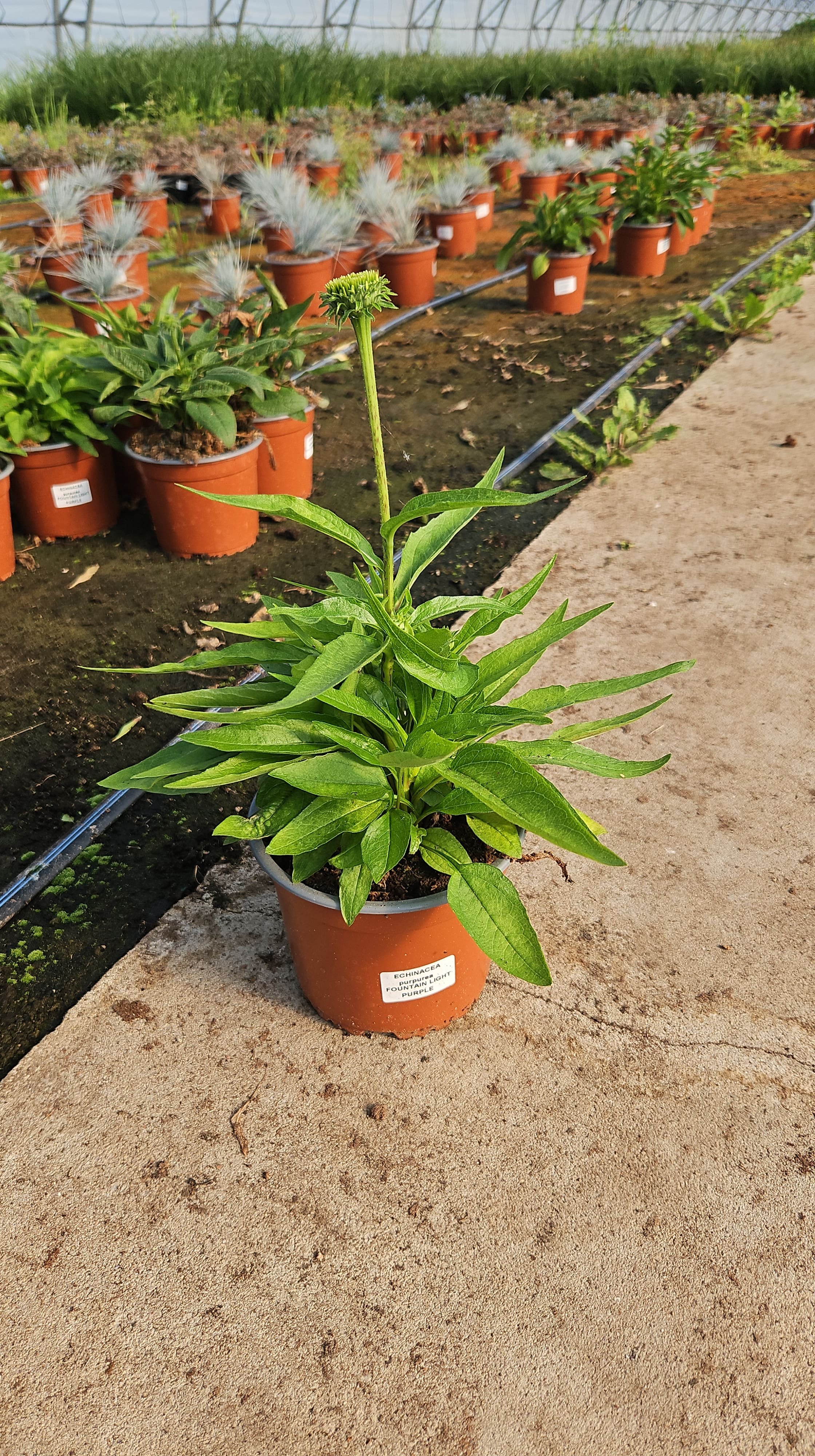 Daugiametė gėlė, ežiuolė, vazonėlio skersmuo 15 cm.