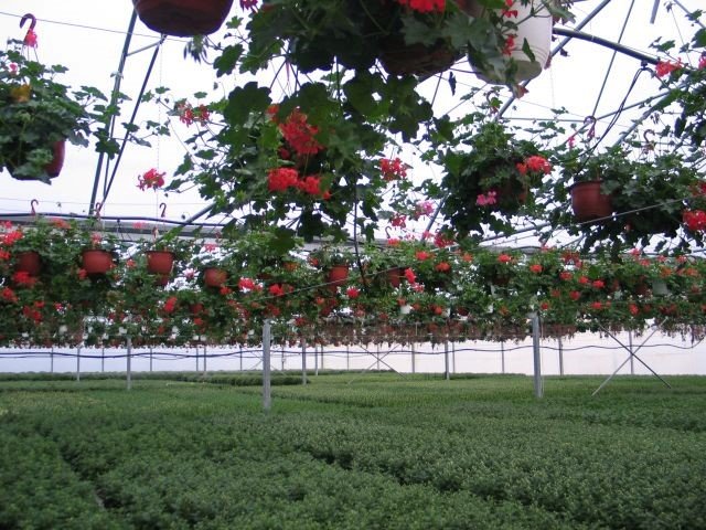 Vienmetė gėlė, pelargonija svyranti, vazonėlio skersmuo 19 cm.