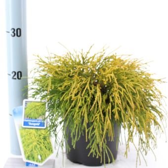 Spygliuotis, puskiparisis žirniasėklis "Sungold", vazonėlio skersmuo 17 cm.