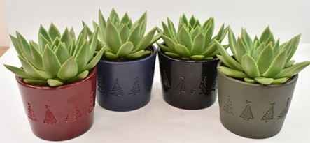 Kambarinis augalas, kalvorė (surfinija), keraminiame vazonėlyje, vazonėlio skersmuo 5 cm.