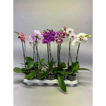 Kambarinis augalas, orchidėja (Phalaenopsis), 1 šaka, vazonėlio skersmuo 12 cm.