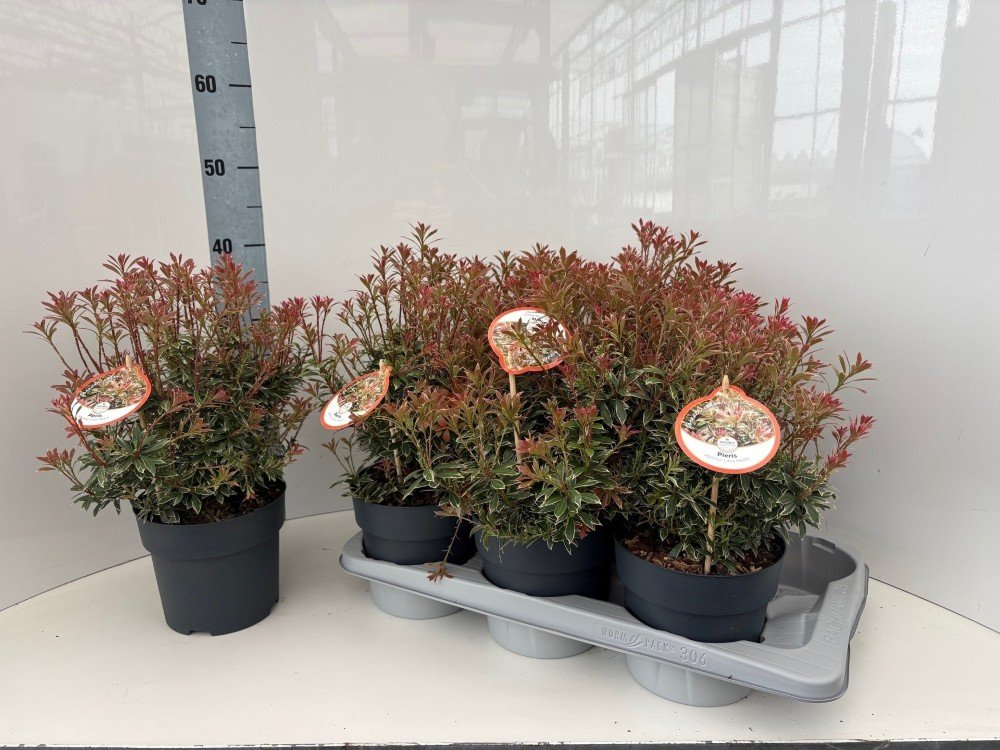 Dekoratyvinis krūmas, pieris "Heath", vazonėlio skersmuo 17 cm.