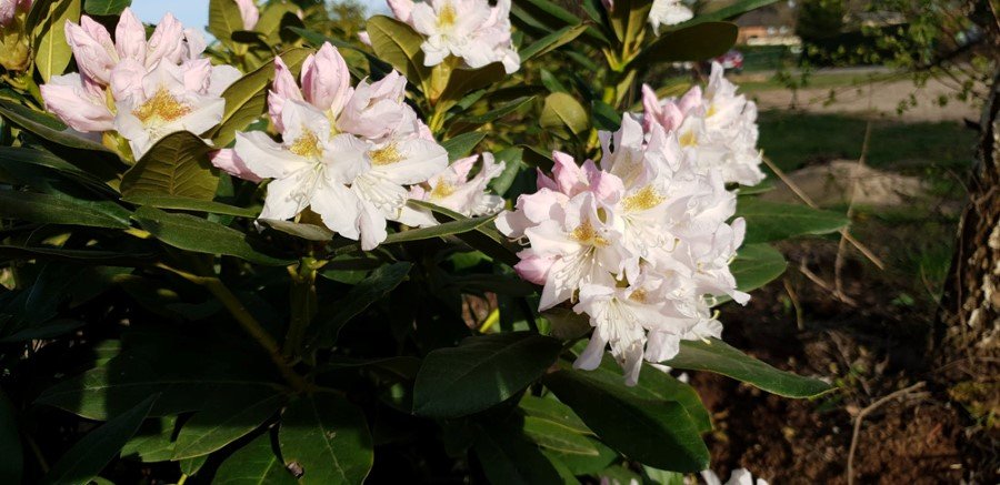 Dekoratyvinis krūmas, rododendras "Cunningham"s White", vazonas 5 l.