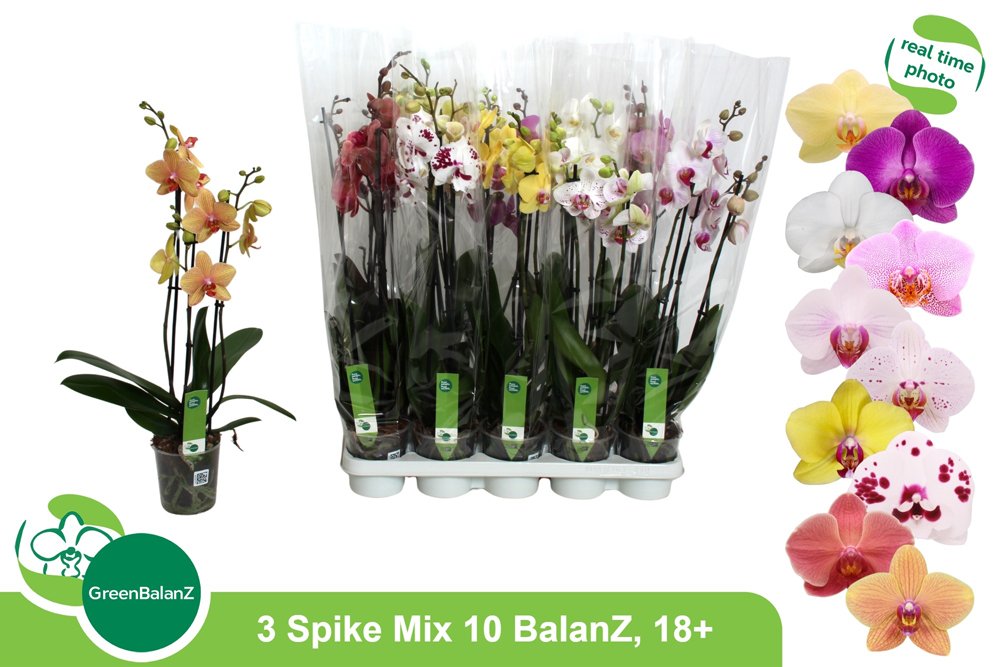 Kambarinis augalas, orchidėja, įvairios, vazonėlio skersmuo 12 cm.