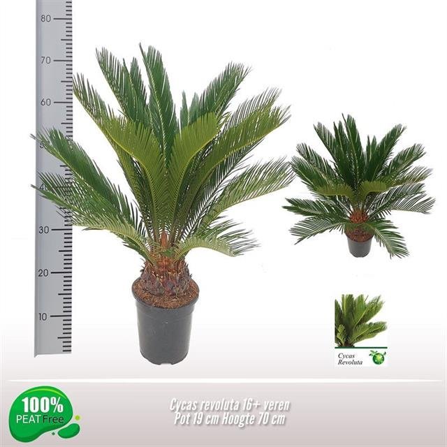 Kambarinis augalas, cykas "Revoluta", vazonėlio skersmuo 22 cm.