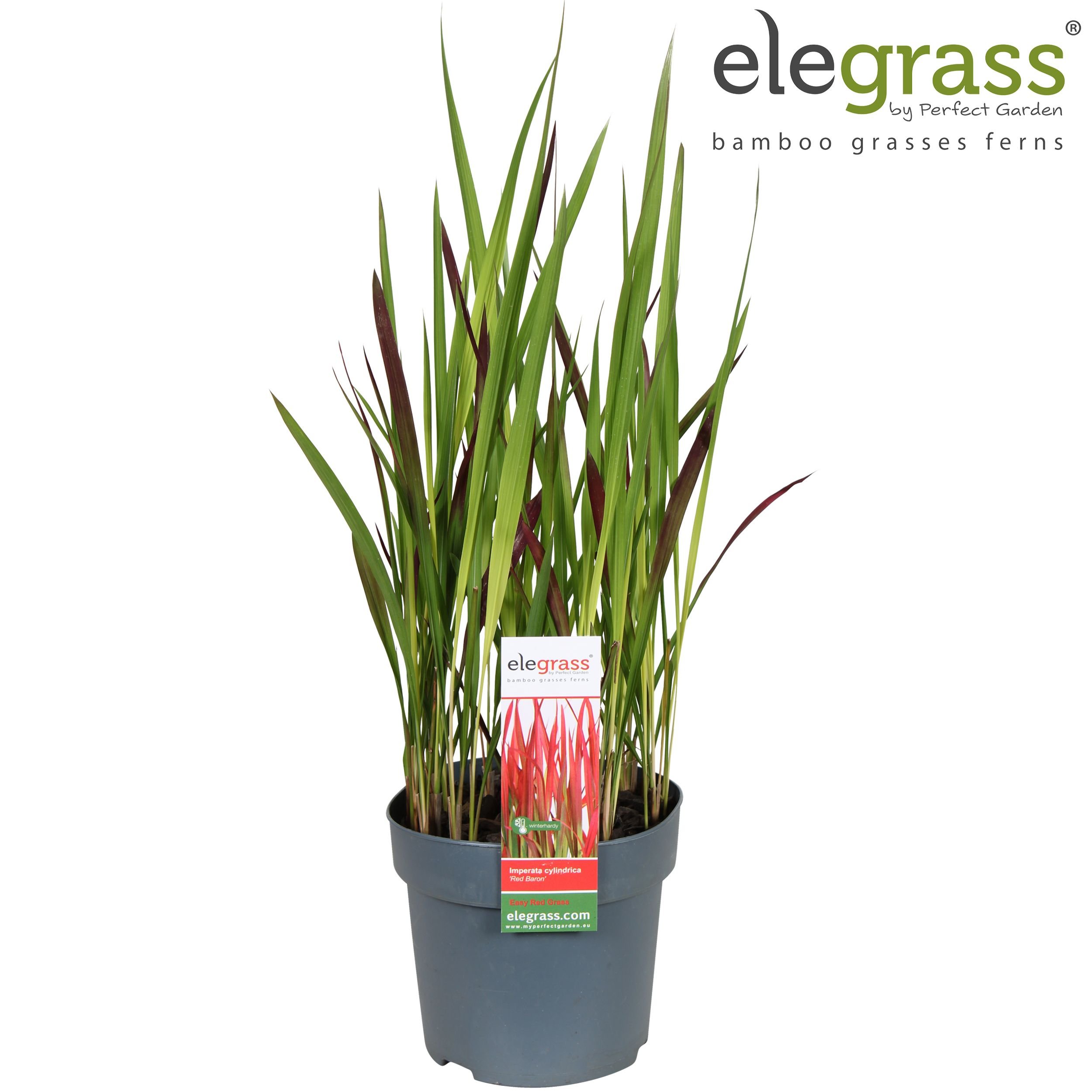 Žolinis augalas, imperata "Red Baron", vazonėlio skersmuo 14 cm.