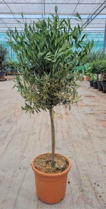 Kambarinis augalas, alyvmedis, vazono skersmuo 50 cm.