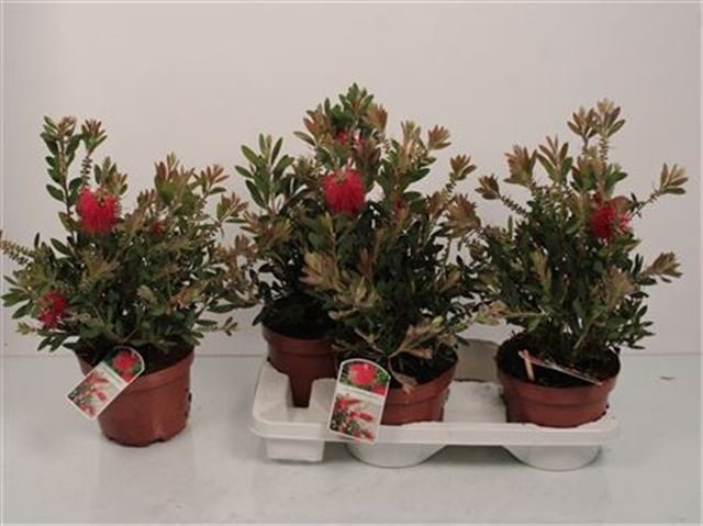 Kambarinis augalas, kalistemonas citrininis, vazono skersmuo 19 cm.