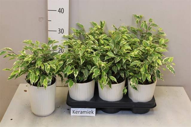 Kambarinis augalas, fikusas "Kinky", vazonėlio skersmuo 12 cm.