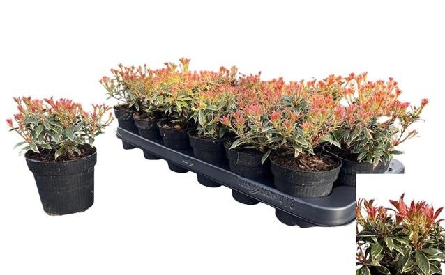 Dekoratyvinis krūmas, japoninis bereinutis, vazonėlio skersmuo 9 cm.