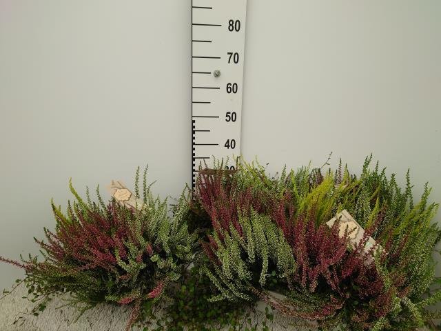 Vienmetė gėlė, viržis, vazonėlio skersmuo 15 cm.