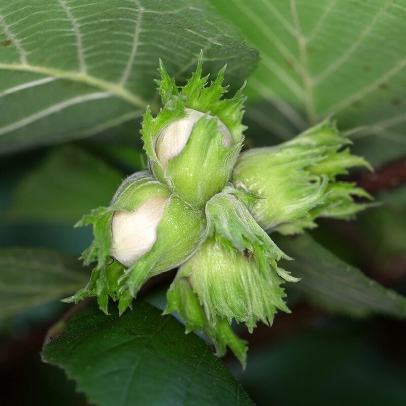 Vaismedis, lazdynas paprastasis, įvairūs, aukštis 1-1,4 m.