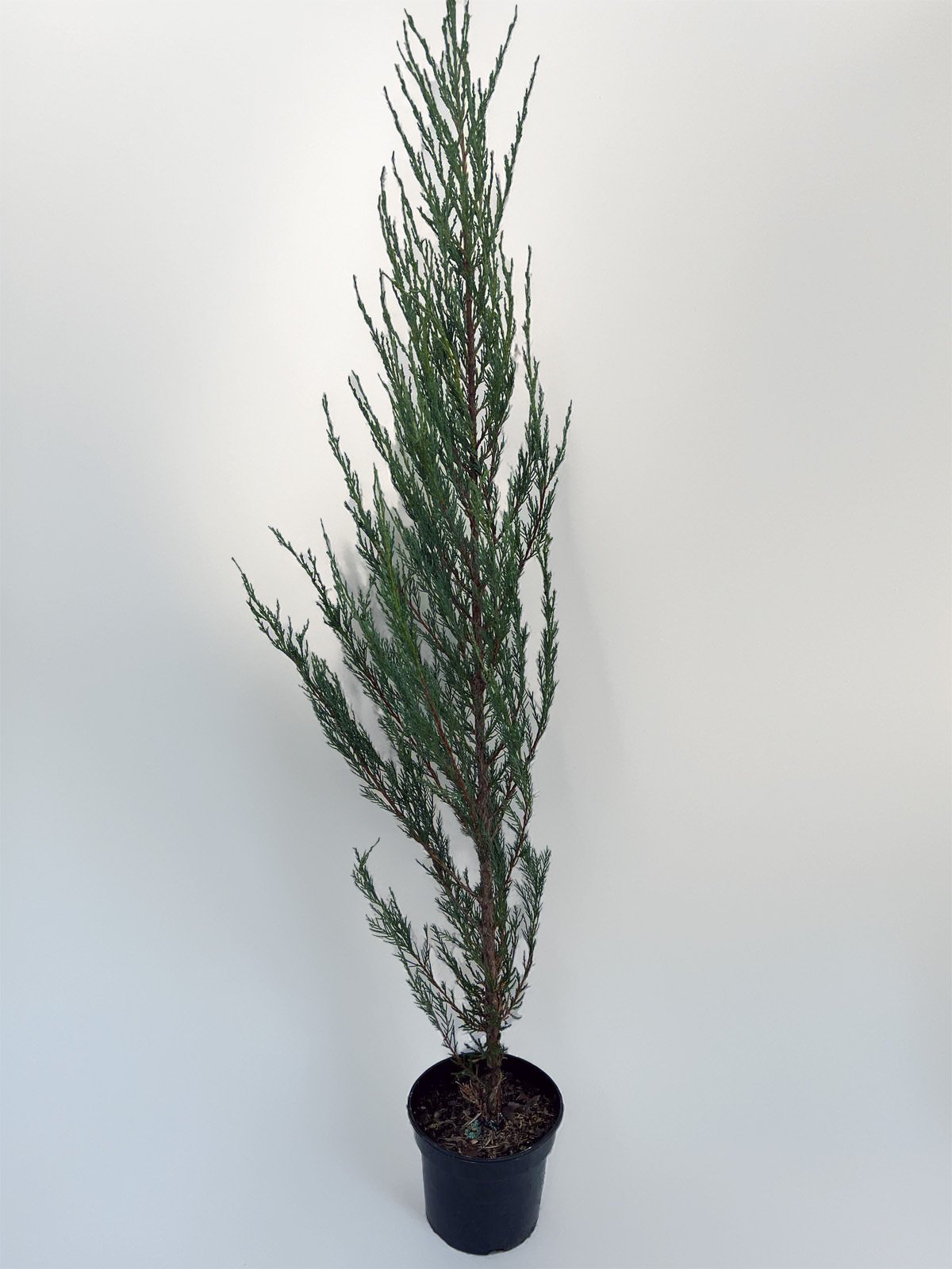 Spygliuotis, kadagys uolinis "Blue Arrow", aukštis 80-110 cm., vazonas 3 l.