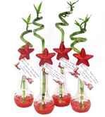 Kambarinis augalas, bambukas stiklinėje kompozicijoje, vazonėlio skersmuo 7 cm.