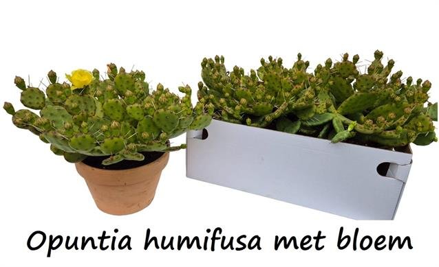 Kambarinis augalas, opuncija "Humifusa", vazonėlio skersmuo 24 cm.