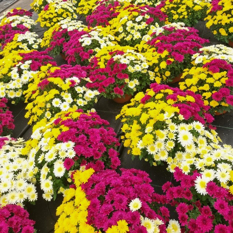 Vienmetė gėlė, smulkiažiedė chrizantema (trispalvė), dubenėlio skersmuo 21 cm.