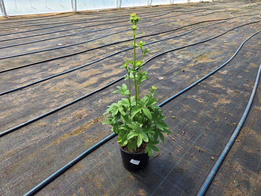 Daugiametė gėlė, astrancija, vazonėlio skersmuo 17 cm.