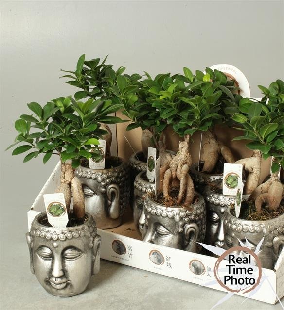 Kambarinis augalas, fikusas (bonsai), vazonėlio skersmuo 13 cm.