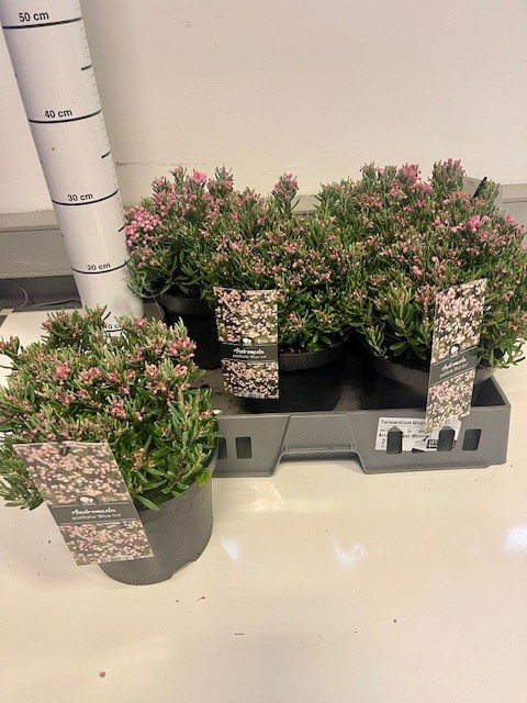 Dekoratyvinis krūmas, balžuva siauralapė, vazonėlio skersmuo 19 cm.