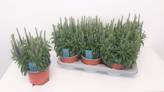 Daugiametė gėlė, veronika, vazonėlio skersmuo 17 cm.