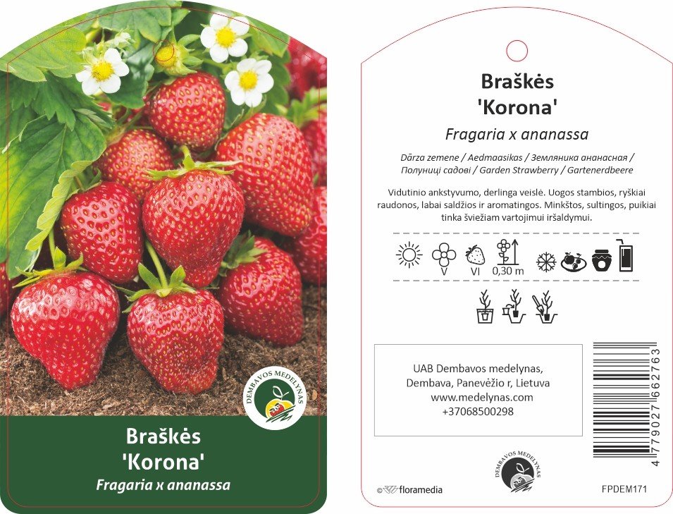 Braškės sodinukas "Korona", 10 vnt.