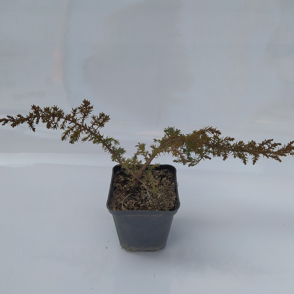 Spygliuotis, kadagys "Green Carpet", vazonėlio skersmuo 9 cm.