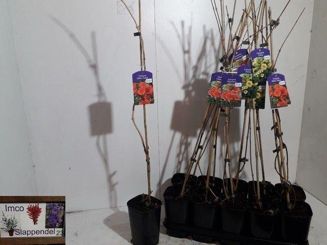 Vijoklinis augalas, ląstūnė, vazonėlio skersmuo 14 cm.