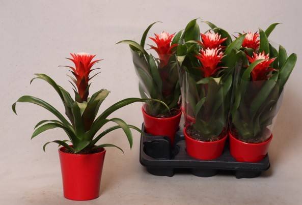 Kambarinis augalas, guzmanija "Hope", vazonėlio skersmuo 12 cm.