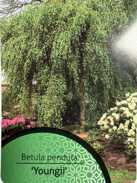 Dekoratyvinis medis, beržas "Youngii", vazonėlio skersmuo 21 cm.