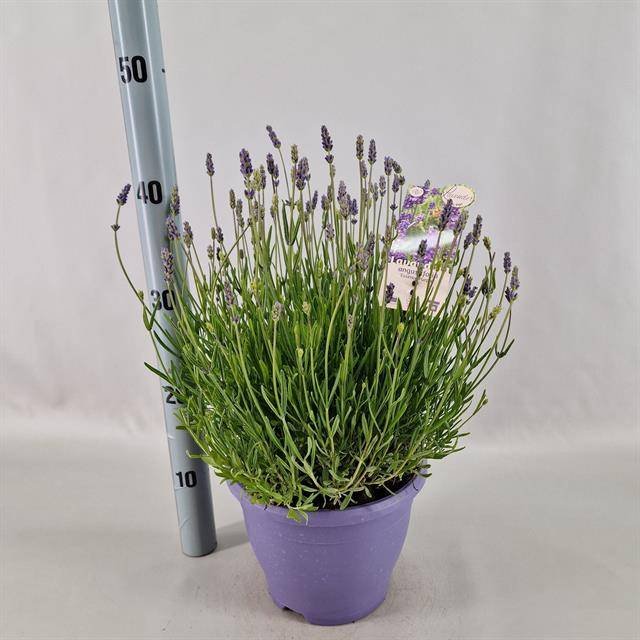 Daugiametė gėlė, levanda "Essence Pur", vazonėlio skersmuo 20 cm.