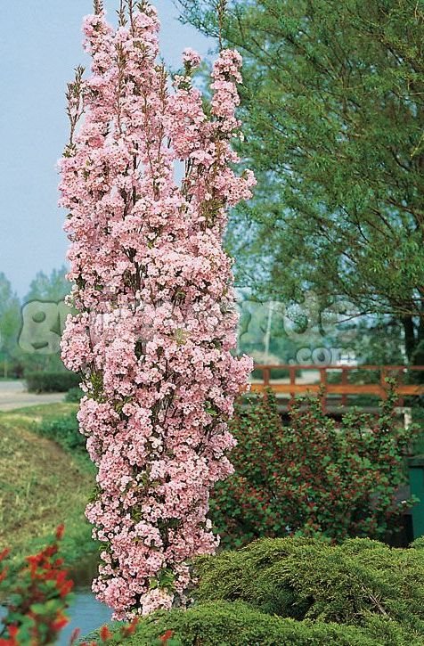 Dekoratyvinis medis, vyšnia ankstyvoji "Kojou-no-mai", vazonas 3 l.