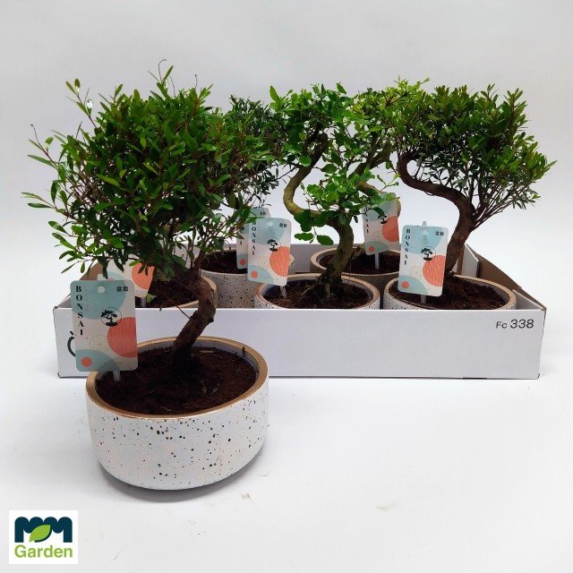 Kambarinis augalas, bonsas keraminiame vazone, vazonėlio skersmuo 15 cm.