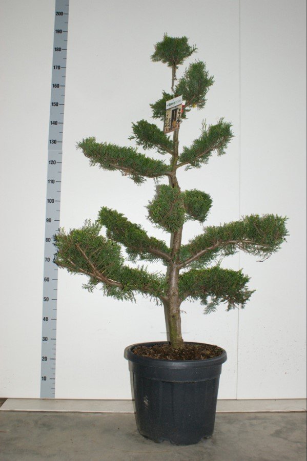 Spygliuotis, kiparisas "Leylandii" (Bonsai), vazono skersmuo 44 cm.