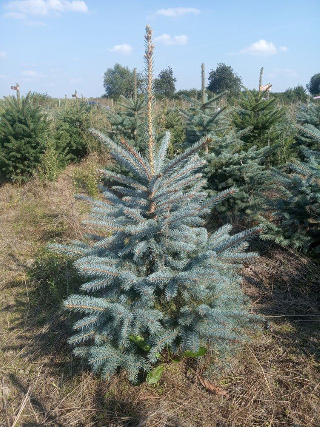 Sidabrinė eglė (Picea pungens) vazone, aukštis 80 -100 cm.