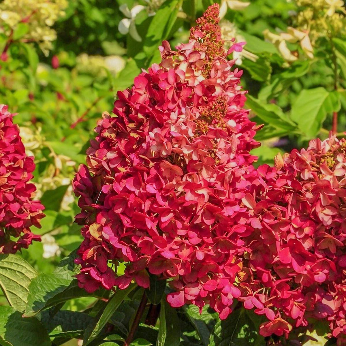 Dekoratyvinis krūmas, šluotelinė hortenzija "Wim's Red", vazonėlio skersmuo 19 cm.